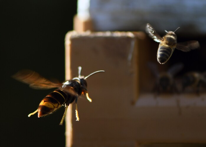 A bee attack left 26 people injured near the People's Coliseum, south of Cali. Most of the victims were children who were playing on a soccer field. @BomberosCali119 confirmed that they did not present serious injuries.