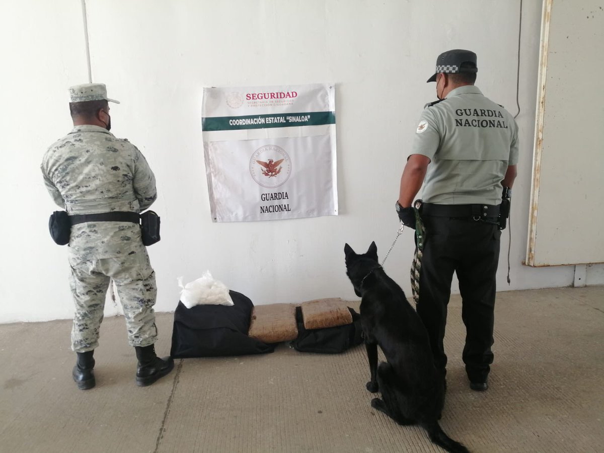 Sinaloa: Canine from the @GN_MEXICO_ detected two and a half kilos of crystal drugs and 5 kilos of marijuana inside two suitcases at the Mazatlán Bus Station